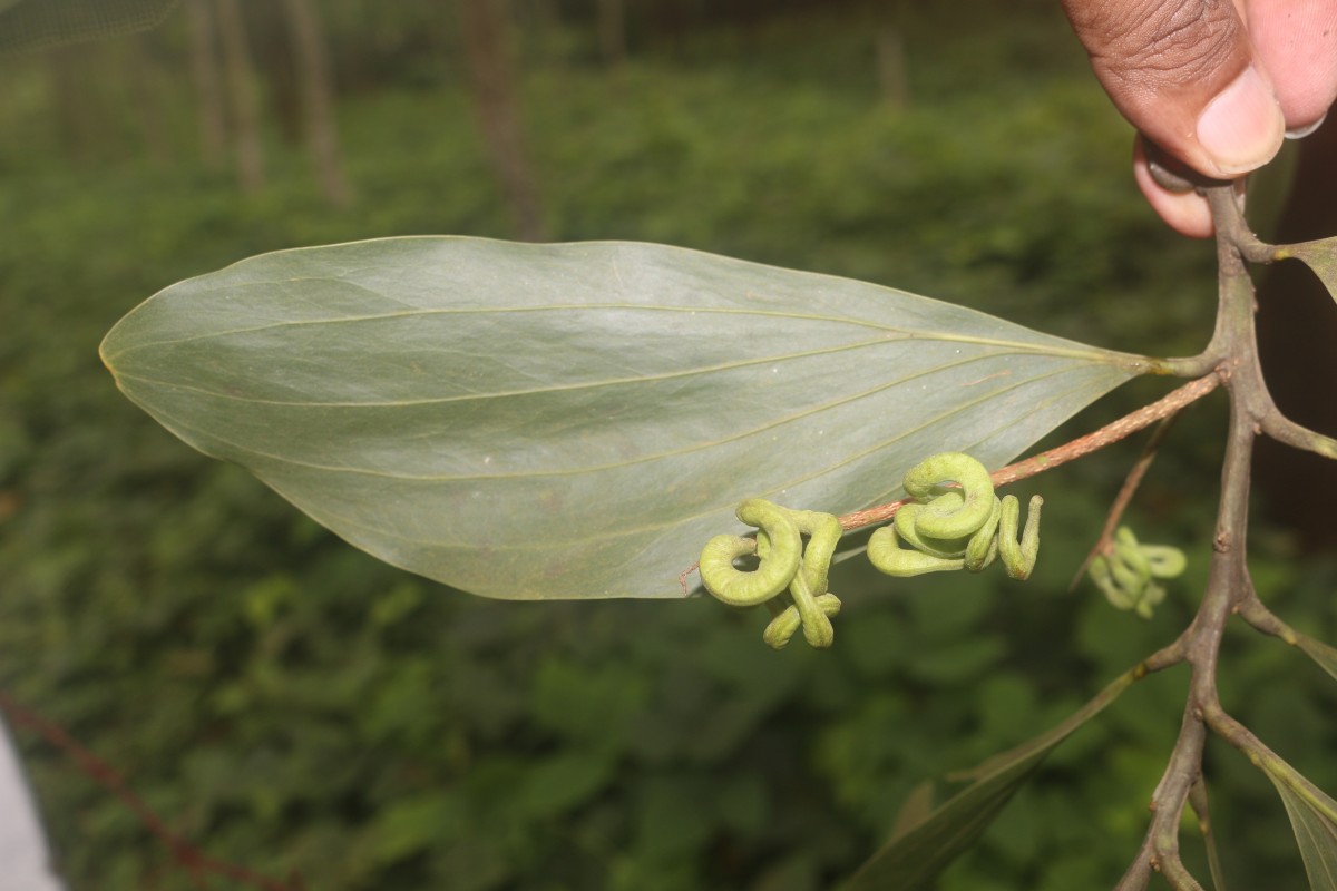 Acacia mangium Willd.